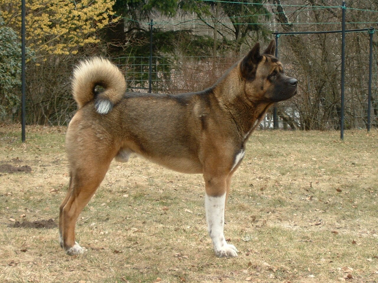 Akita amerykańska