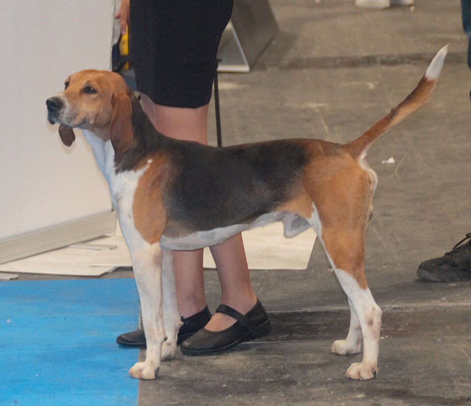Beagle Harrier