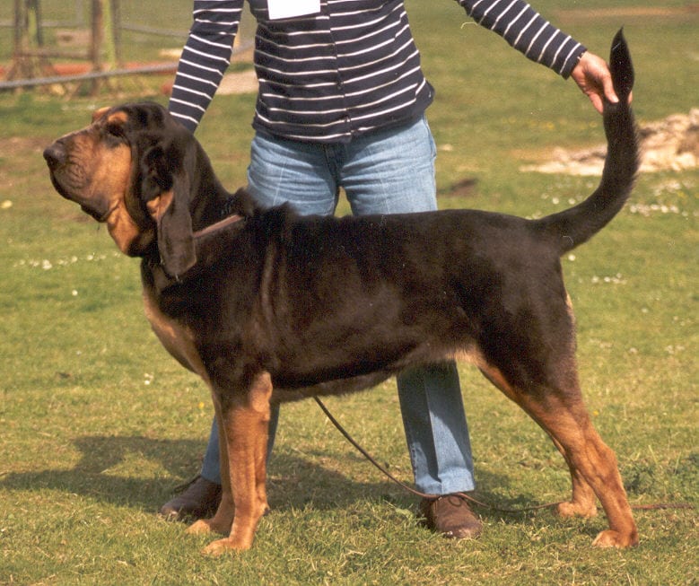 Bloodhound