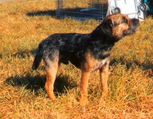Border terrier
