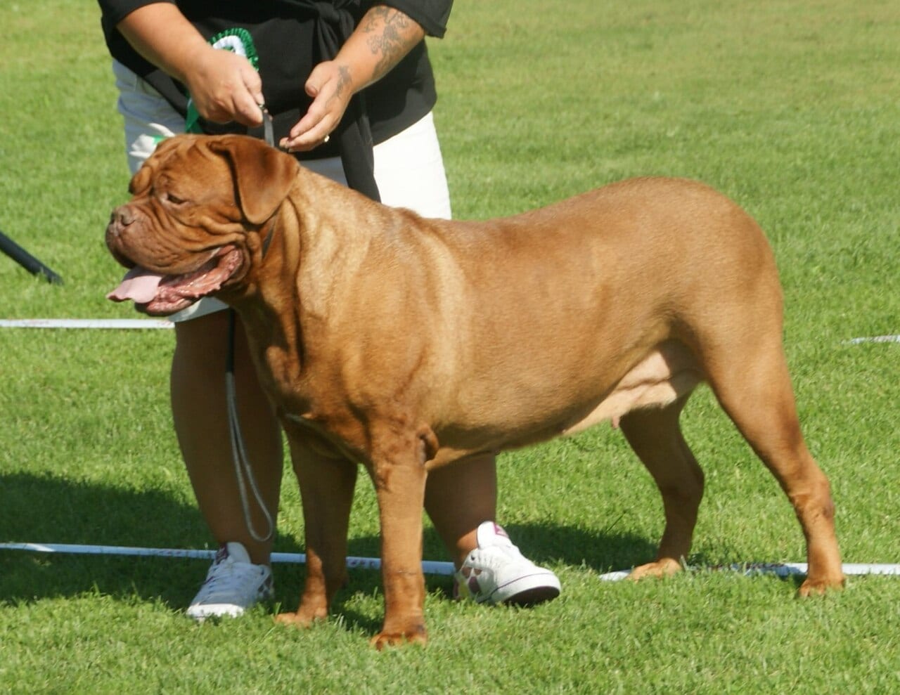 Bordoski dog
