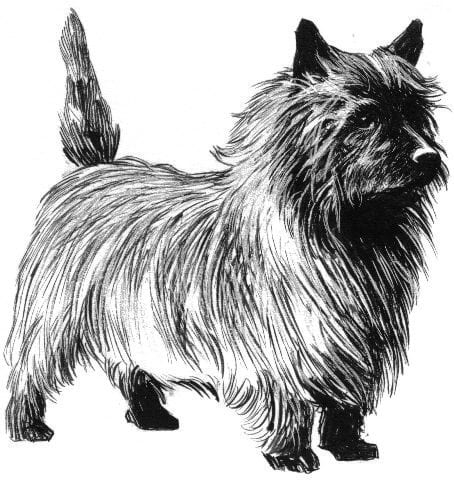 Cairn Terrier