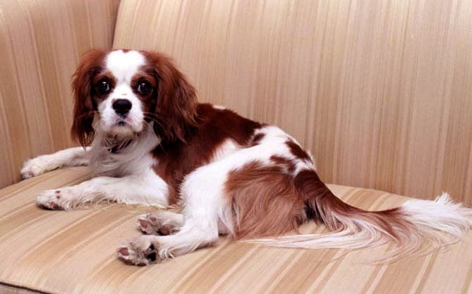 Cavalier King Charles Spaniel