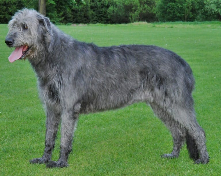 Chart irlandzki (Irish Wolfhound)