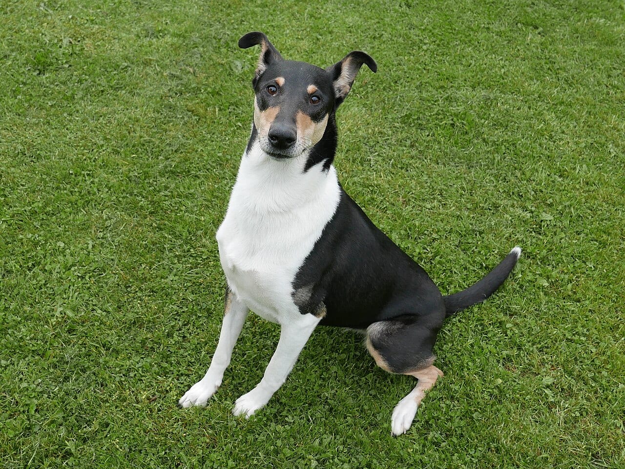 Collie krótkowłosy