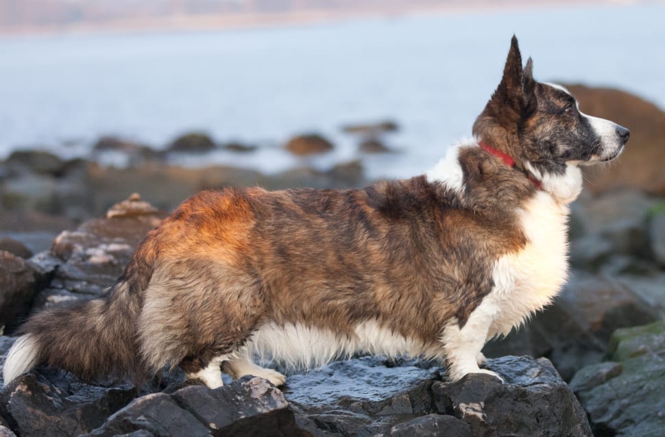 Corgi walijski (Cardigan)