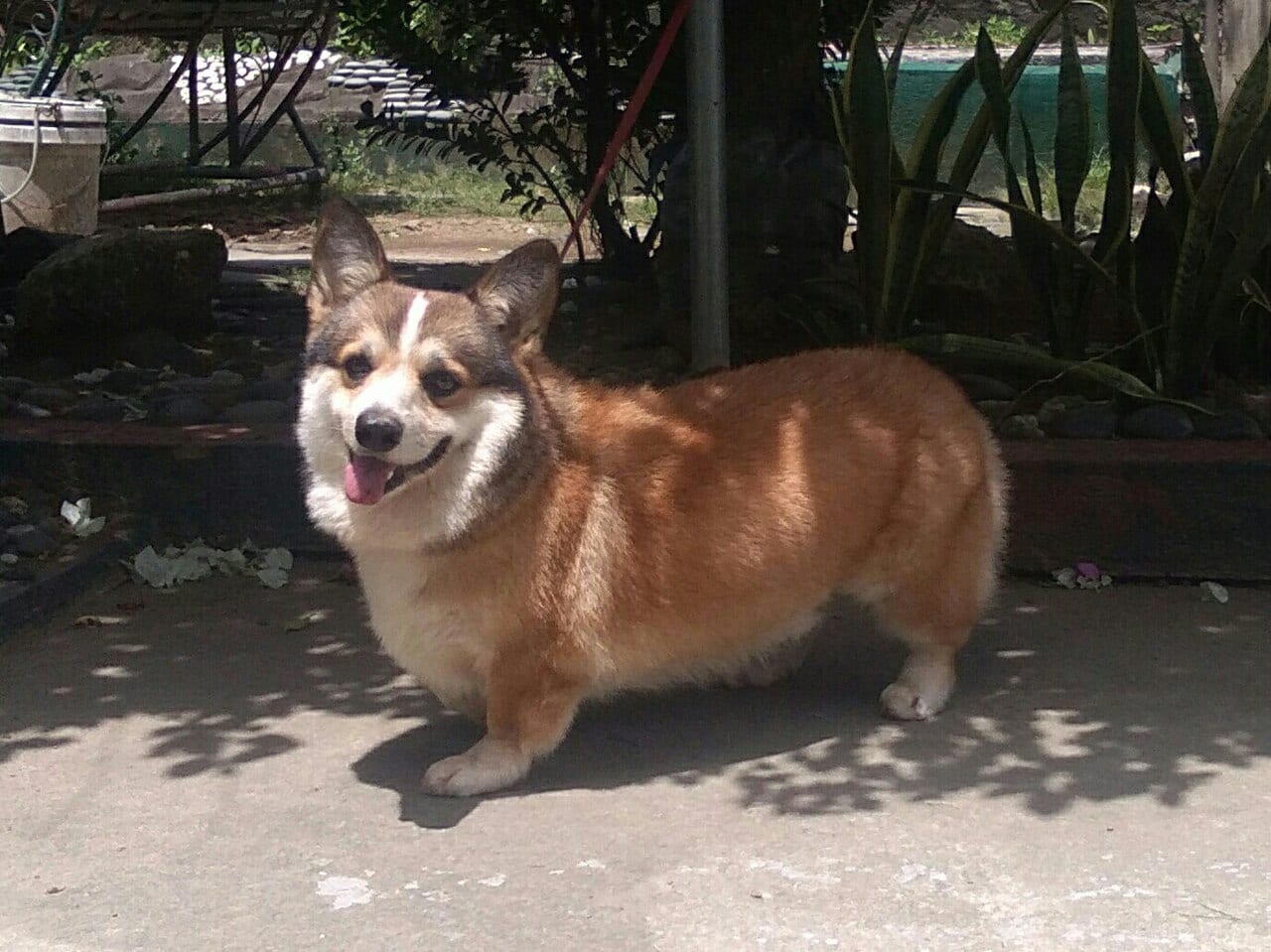 Corgi walijski (Pembroke)