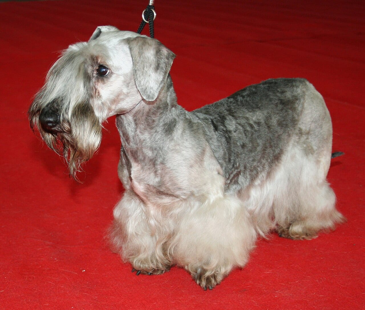 Czeski Terrier
