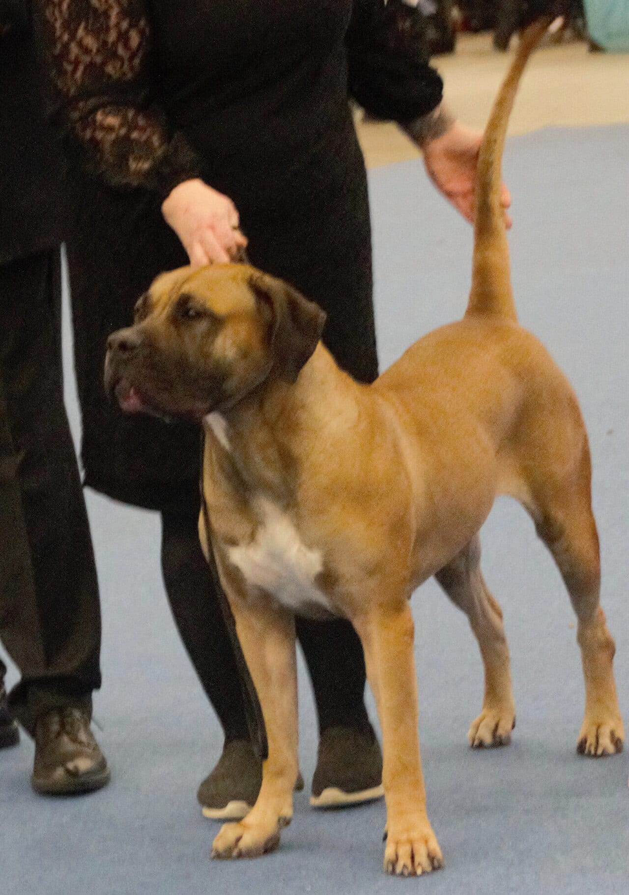 Dog kanaryjski (Presa Canario)