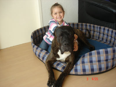 Dogo Canario (presa canario)
