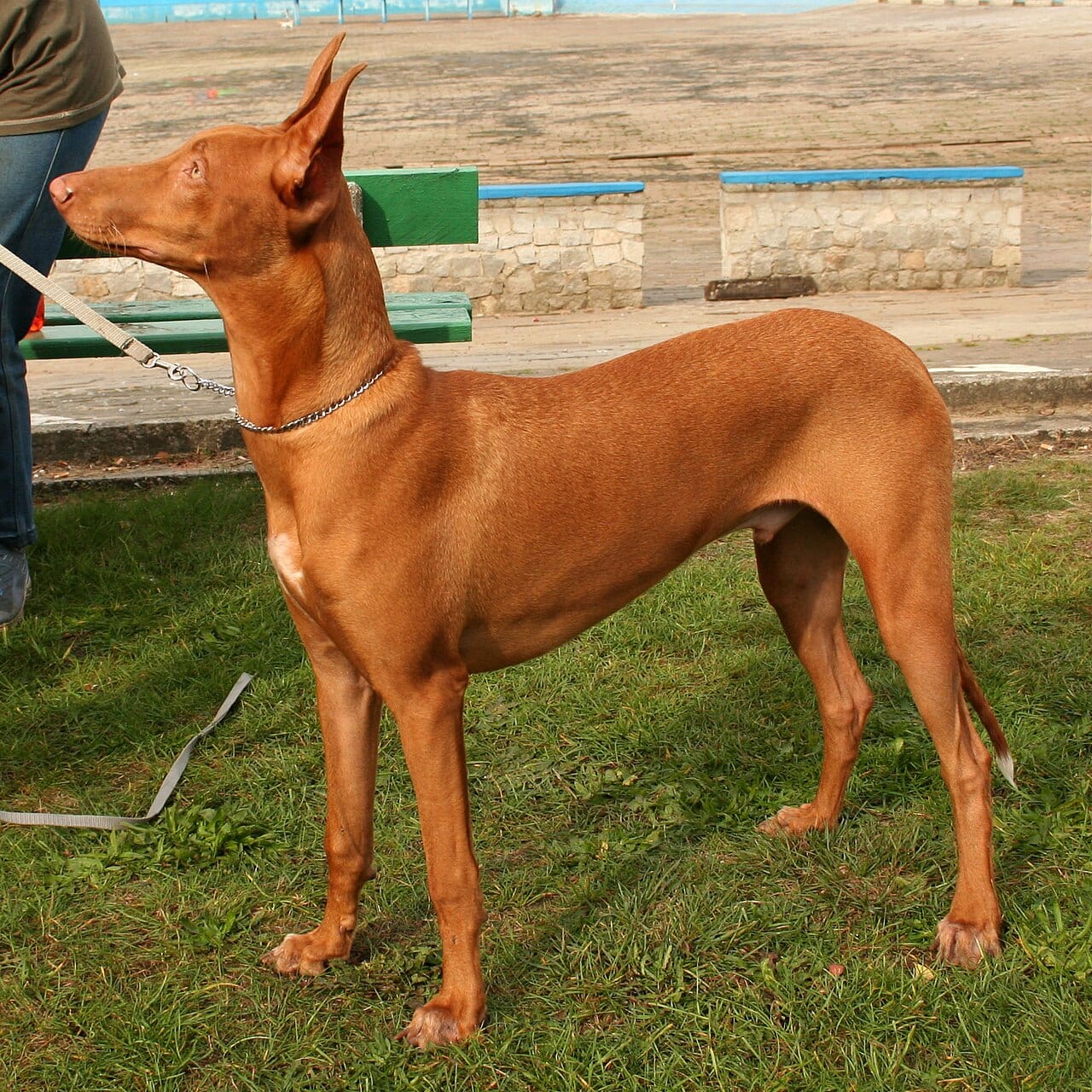 Faraon Hound (Pharaoh Hound)