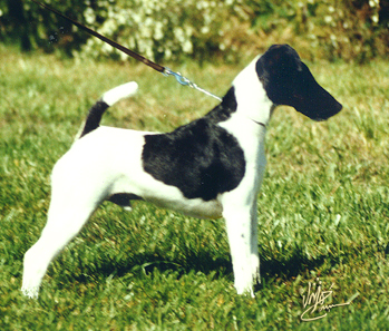 Fox terrier gładkowłosy