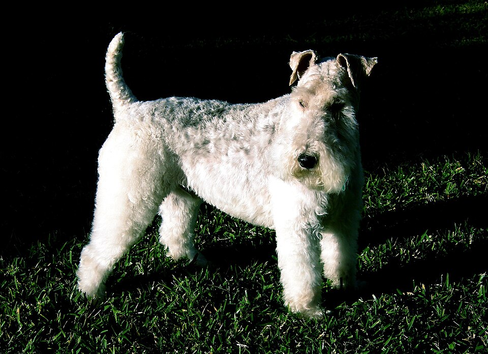 Fox terrier szorstkowłosy