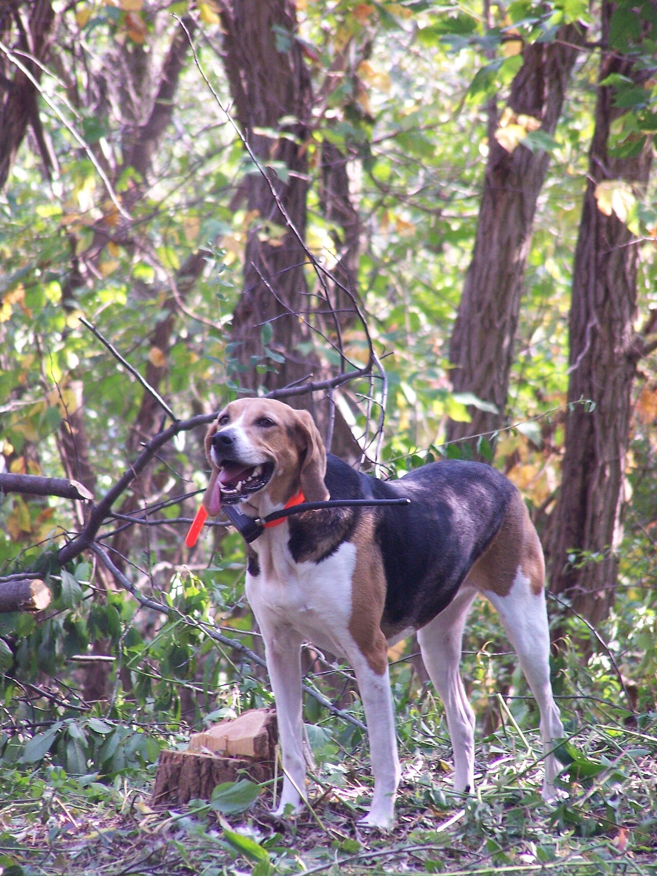Foxhound amerykański