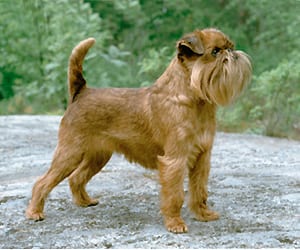 Griffon bruksleski (Griffon Bruxellois)