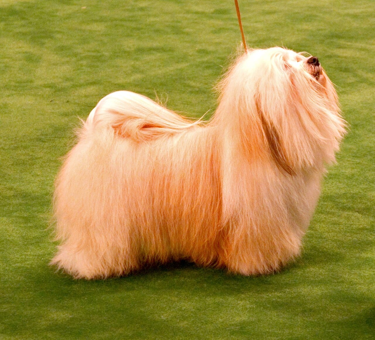 Hawańczyk (Bichon Havanese)