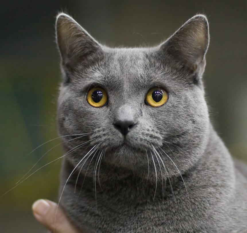 Kartuski (Chartreux)