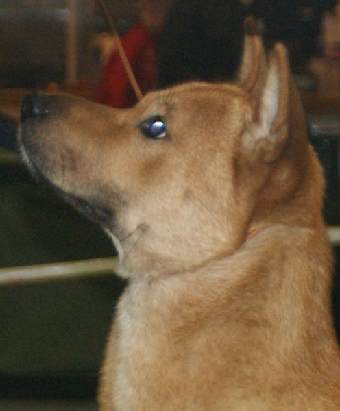 Korea Jindo Dog