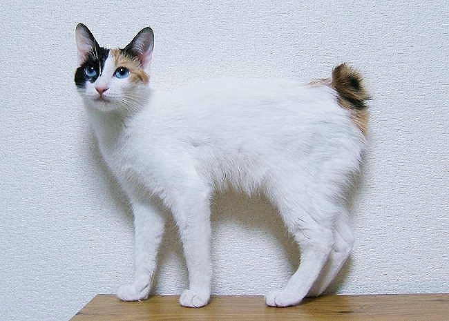 Kot japoński bobtail