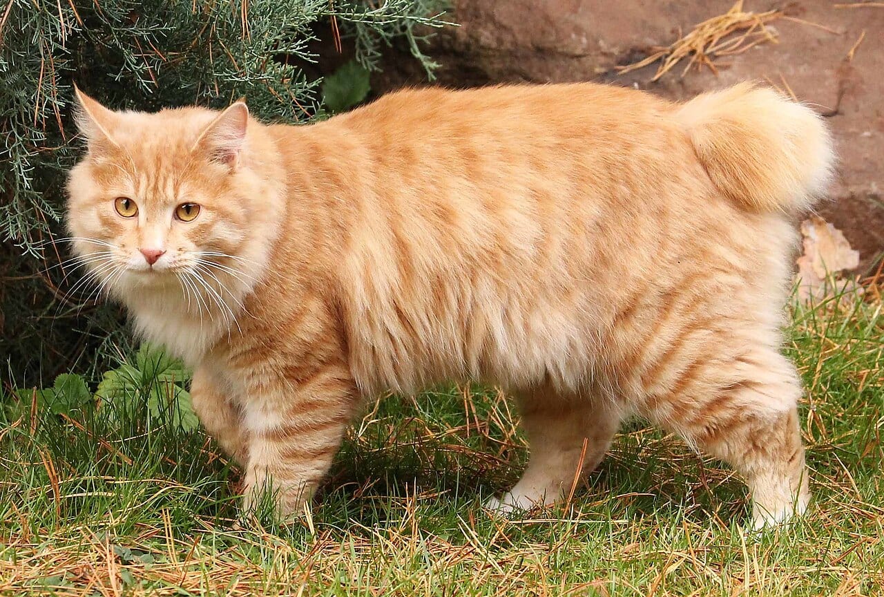 Kurylski bobtail