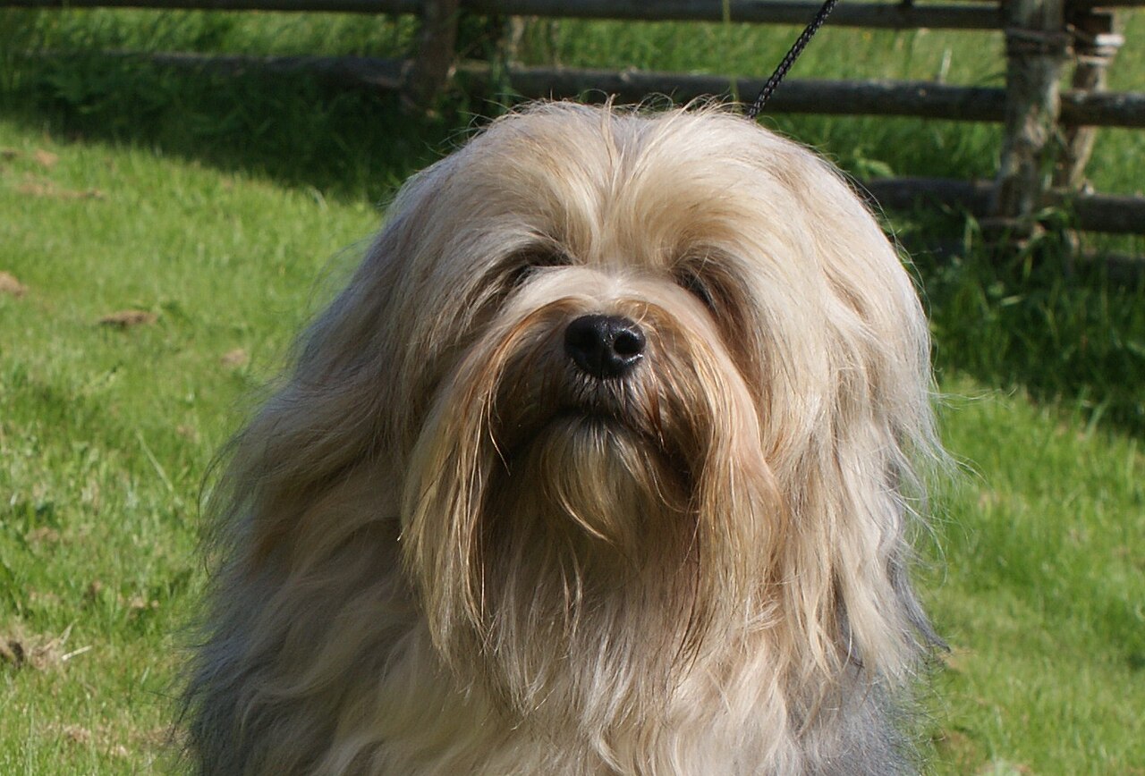 Löwchen (Petit Chien Lion)