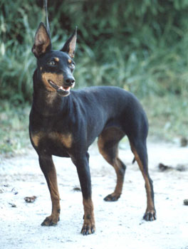 Manchester terrier