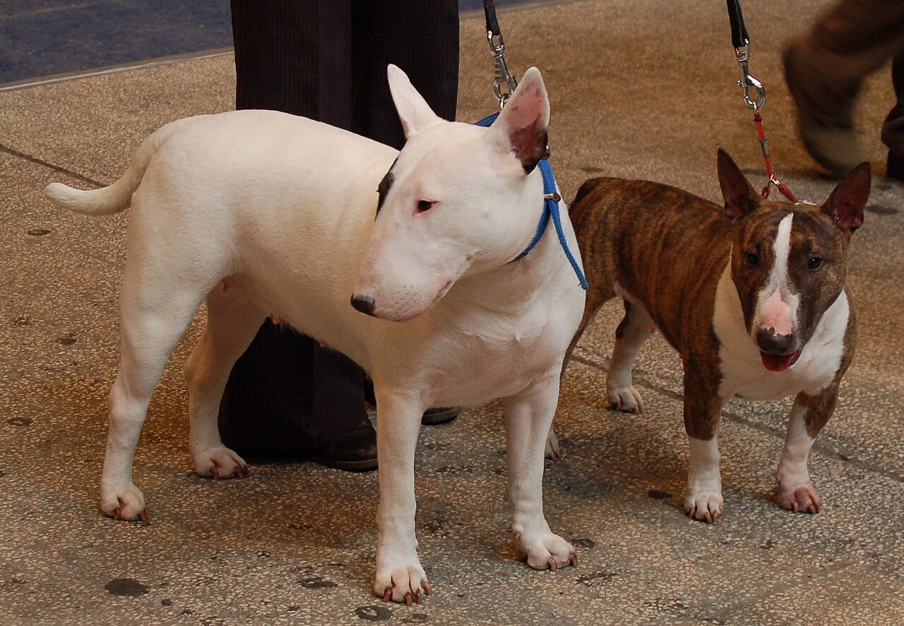 Miniature Bull Terrier