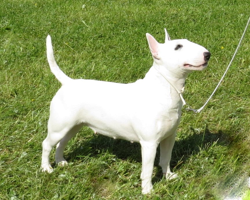Miniaturowy Bull Terrier