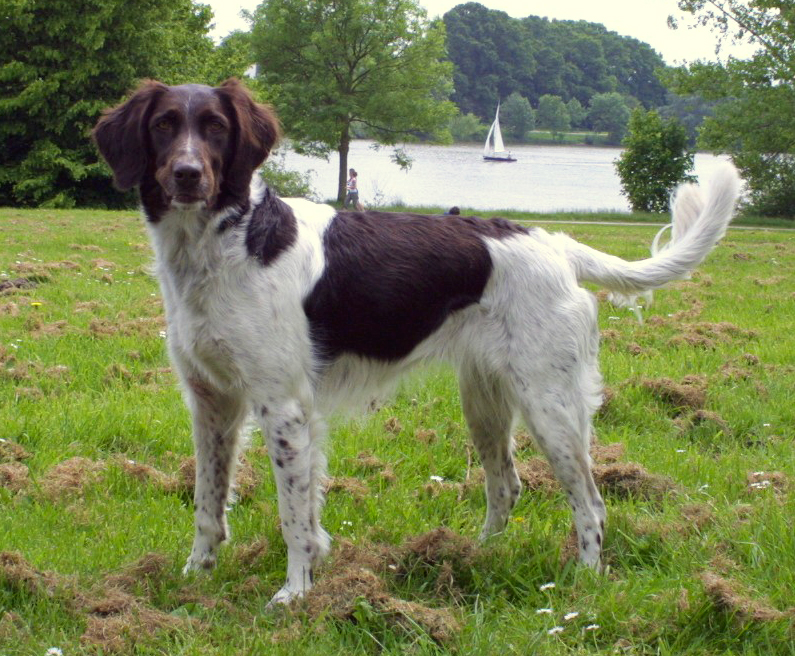 Mały münsterländer