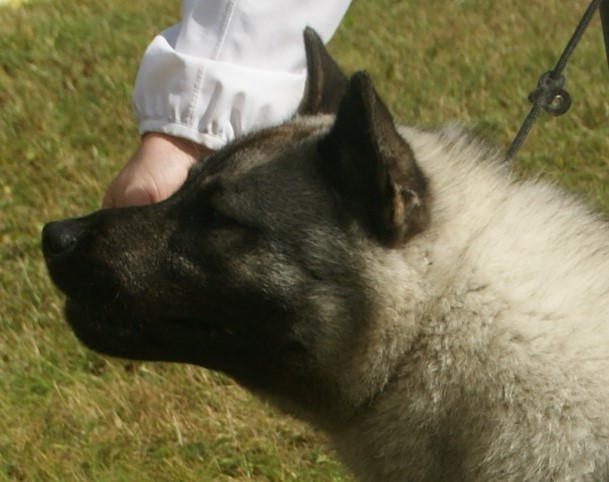 Norweski elkhound szary