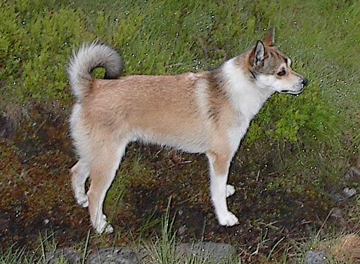 Norweski lundehund
