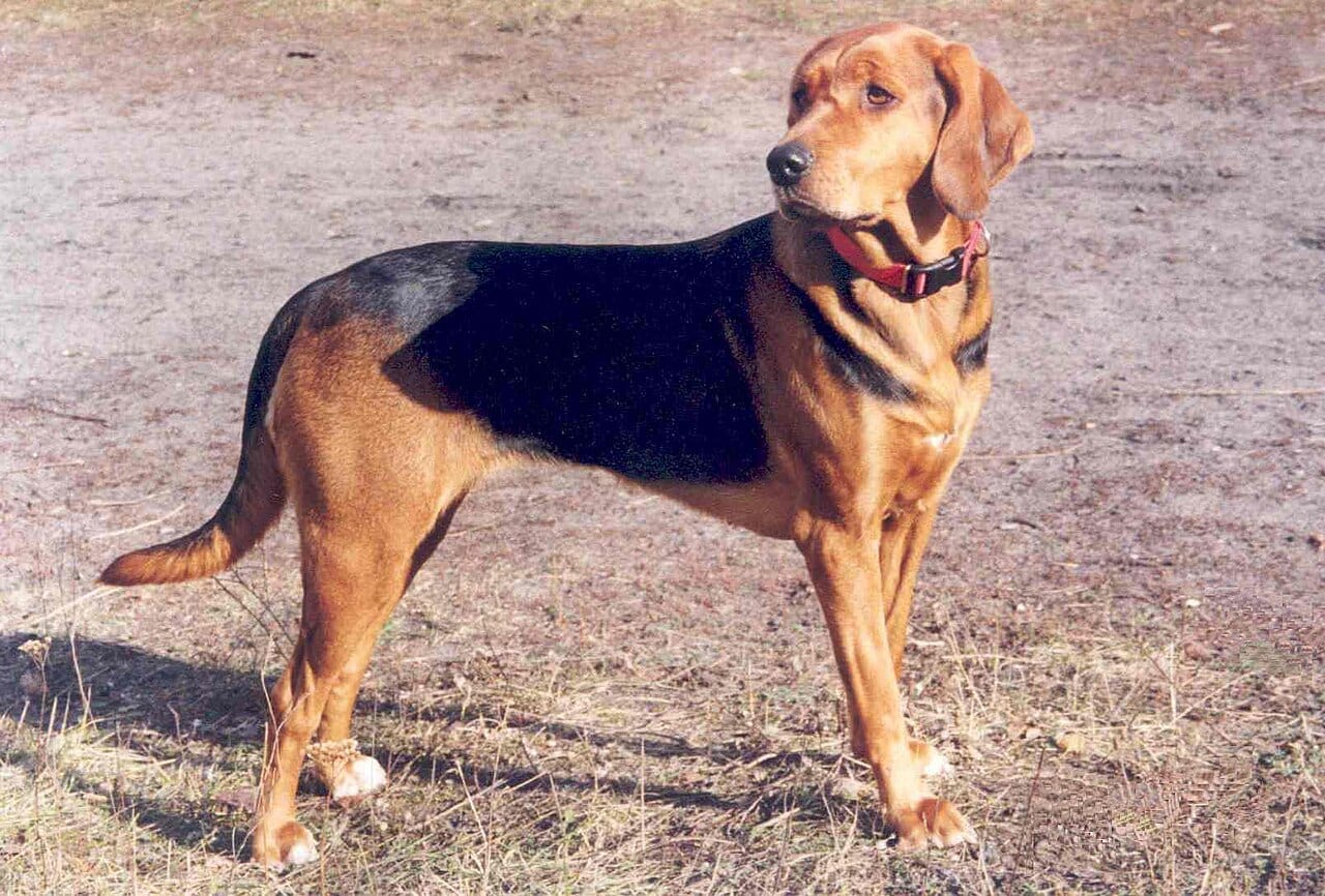 Ogar polski