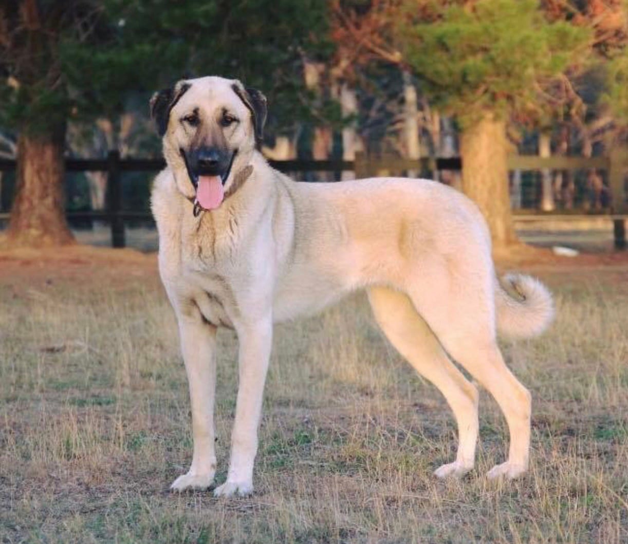 Owczarek anatolijski (Kangal)