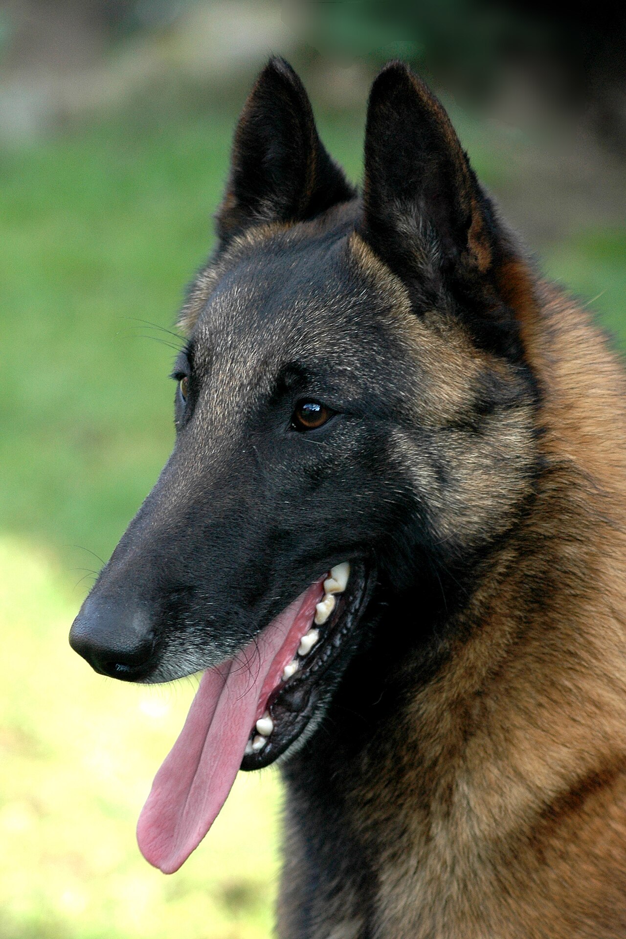 Owczarek belgijski (Malinois)