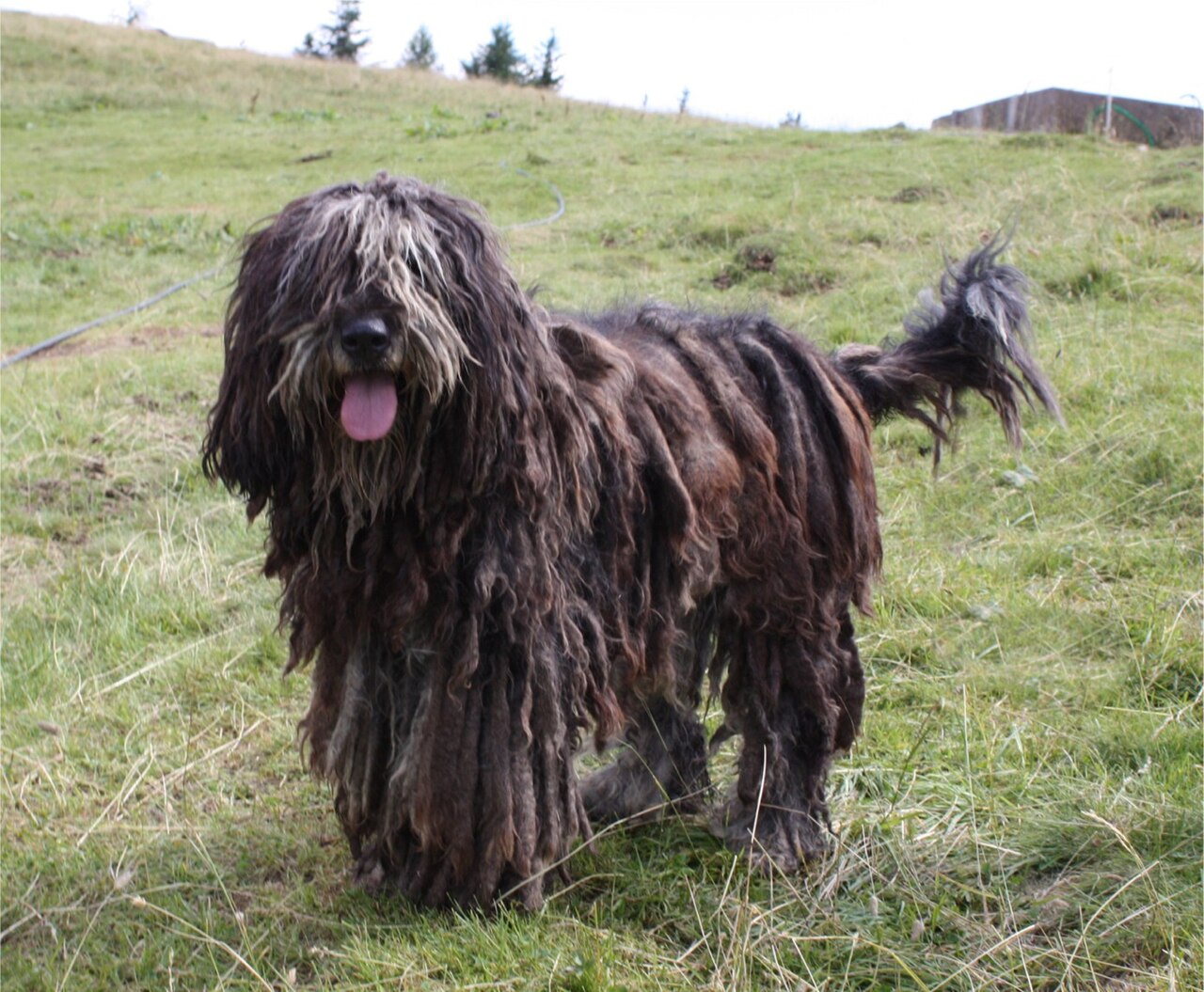Owczarek bergamasco