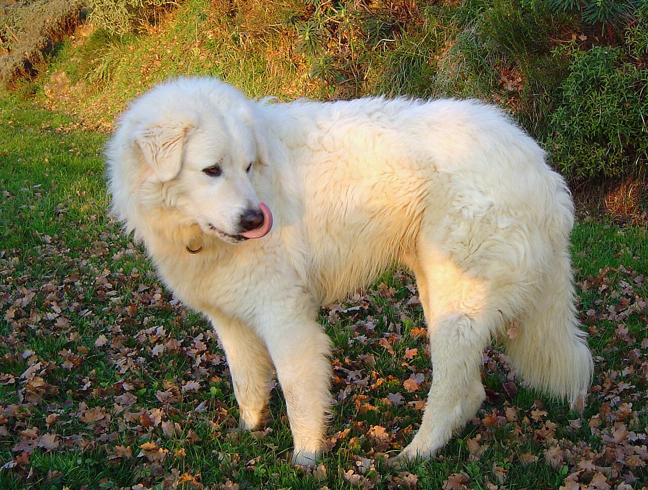 Owczarek maremmano-abruzzese