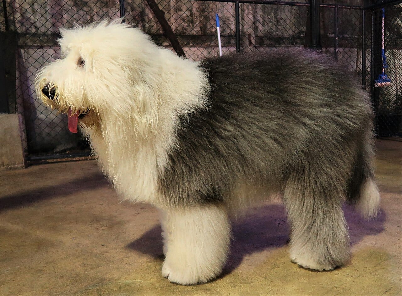 Owczarek staroangielski (Bobtail)