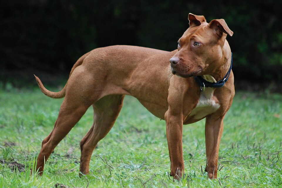 American pit bull terrier