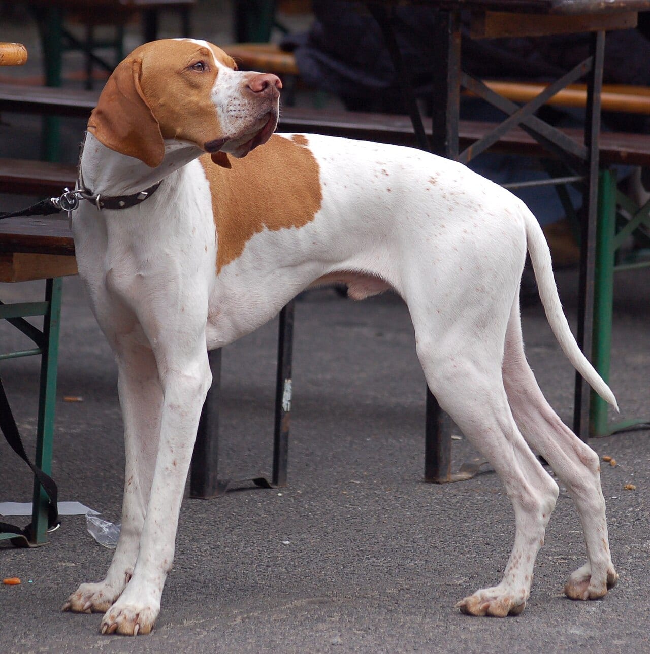 Pointer angielski