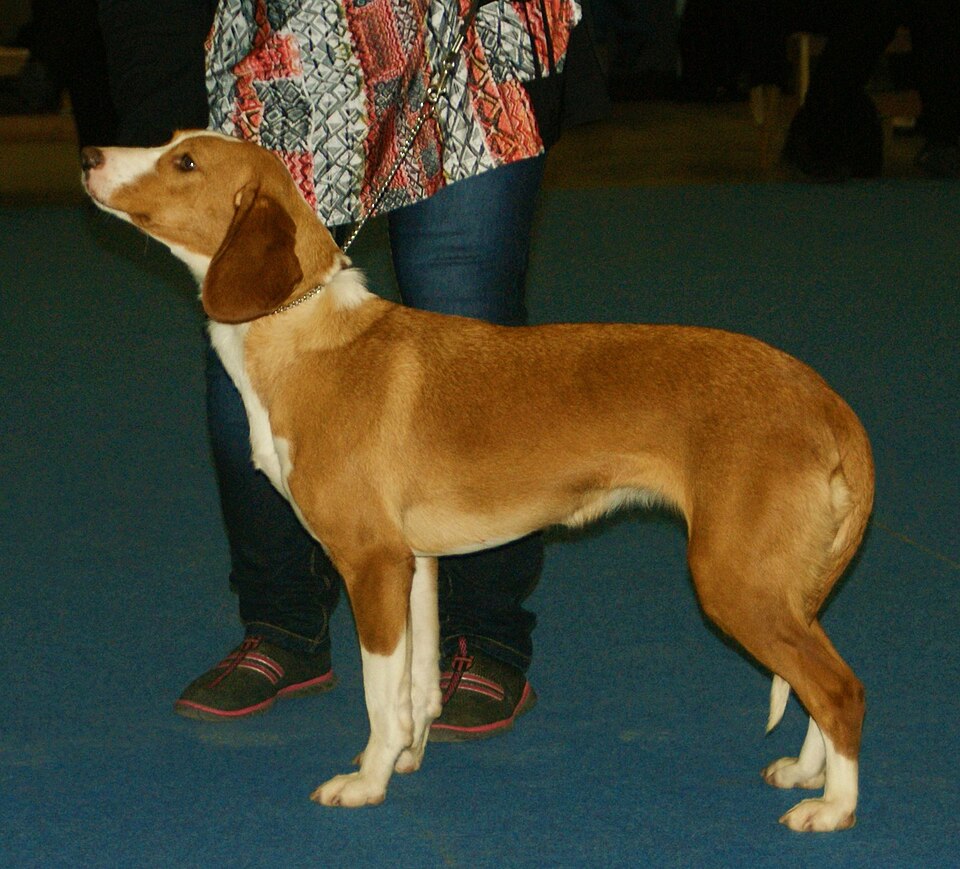 Posavski gonič