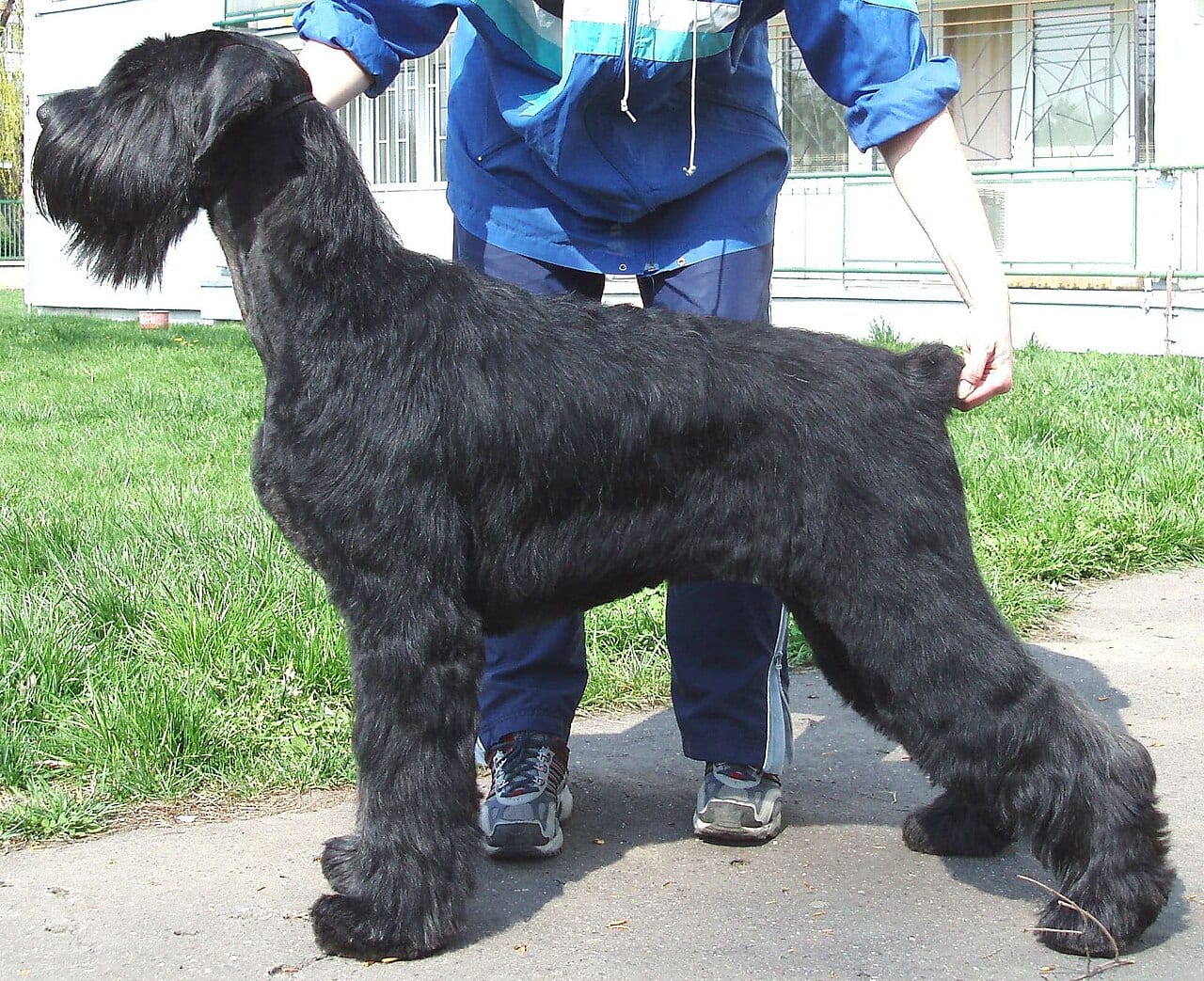 Riesenschnauzer