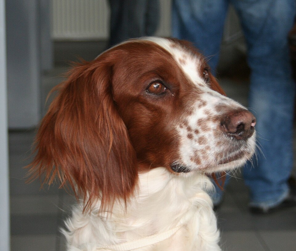 Setter irlandzki czerwono-biały