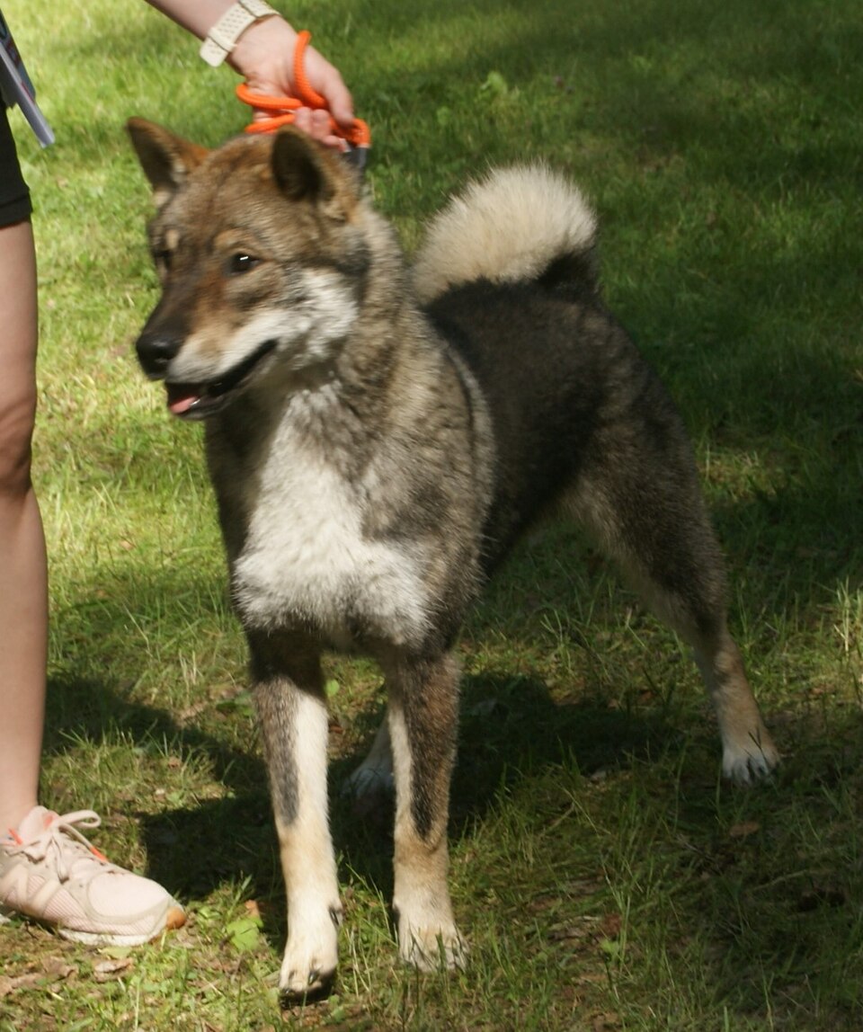 Pies rasy Shikoku