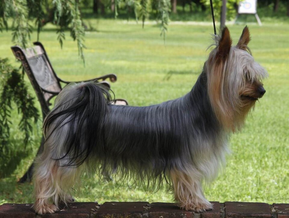 Australian silky terrier