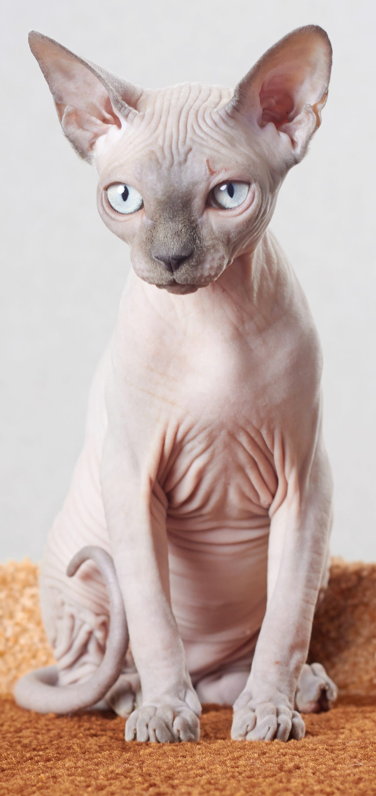 Sphynx (bezwłosy)