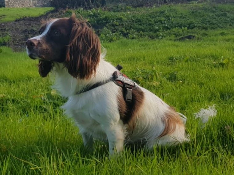 Springer Spaniel angielski