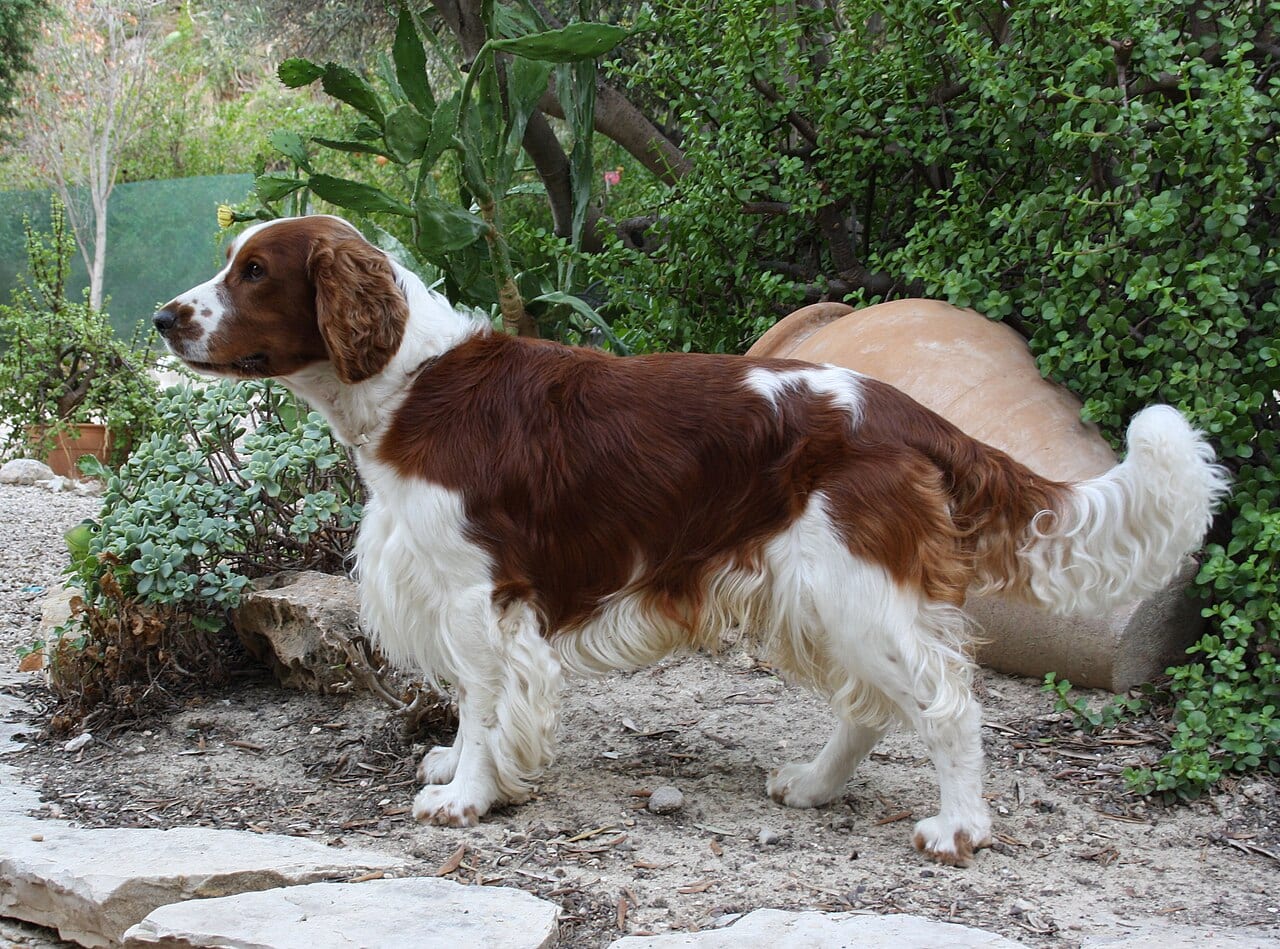 Springer Spaniel walijski