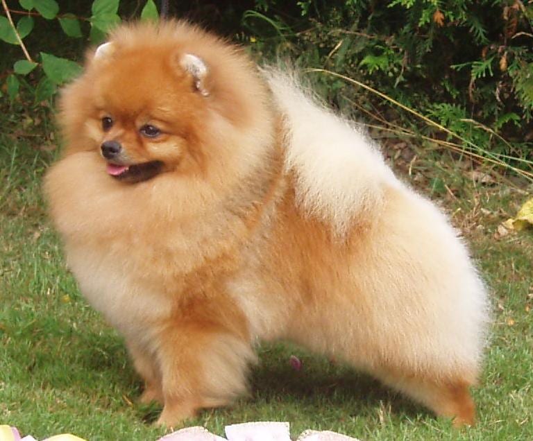 Szpic miniaturowy (Pomeranian)