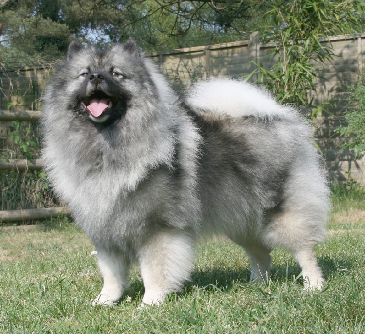 Szpic wilczy (Keeshond)
