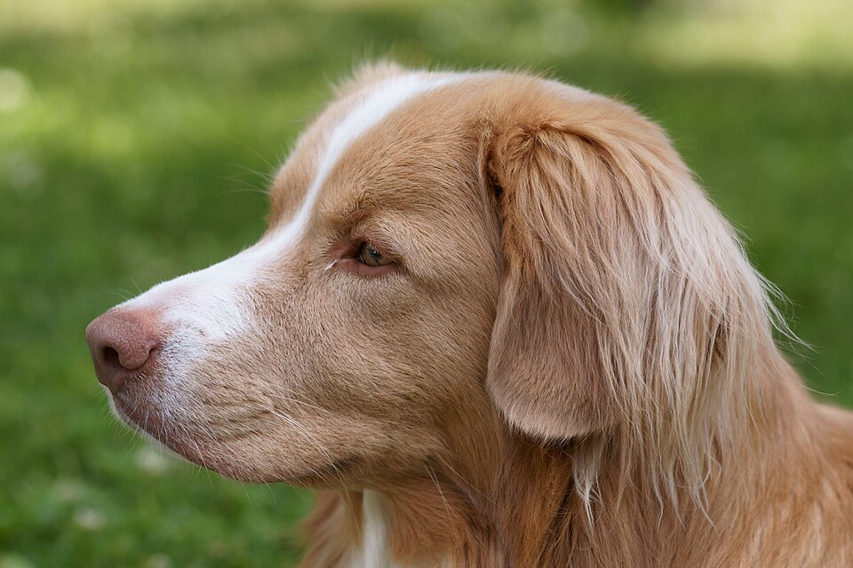 Retriever z Nowej Szkocji